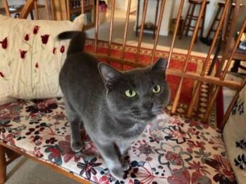Rescue Domestic Short Hair Cats for Adoption in Derwood, Maryland - Cordon Bleu | PetCurious