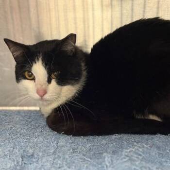 Domestic Short Hair Cats Available for Adoption in Fort Worth, Texas - Birch | PetCurious