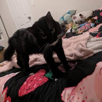 Dewey -  Domestic Long Hair Cat Available for Adoption in San Antonio, Texas - Dewey | PetCurious