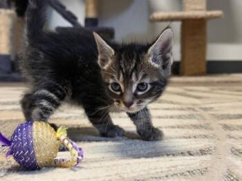 Asher -  Domestic Short Hair Cat Available for Adoption in Metter, Georgia - Asher | PetCurious