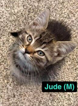 Domestic Short Hair Cats Available for Adoption in West Peoria, Illinois - Jude B. (teal Collar) | PetCurious