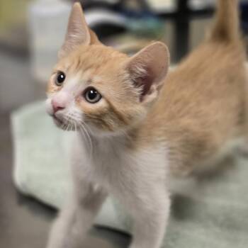Virgil -  Domestic Short Hair Cat for Adoption in Wickenburg, Arizona - Virgil | PetCurious