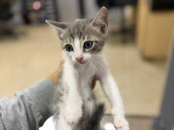 Domestic Short Hair Cats Available for Adoption in Doral, Florida - CHESTER | PetCurious