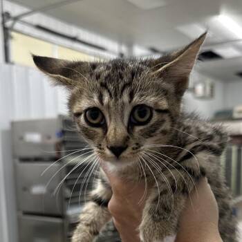 Monty -  Domestic Short Hair Cat for Adoption in Corbin, Kentucky - Monty | PetCurious