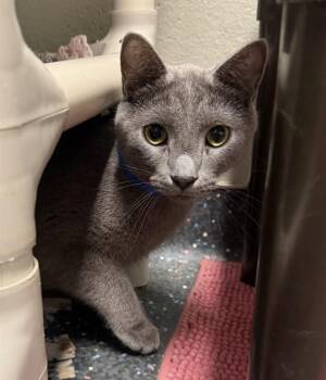 FIFTY SIX -  Domestic Short Hair Cat for Adoption in Peoria, Illinois - FIFTY SIX | PetCurious
