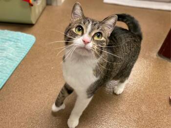 Domestic Short Hair Cats Available for Adoption - SADIE | PetCurious