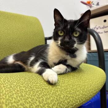 Wendy -  Domestic Short Hair Cat for Adoption in Port Angeles, Washington - Wendy | PetCurious