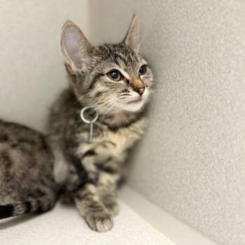 POPCORN -  Domestic Short Hair Cat for Adoption in Aurora, Colorado - POPCORN | PetCurious