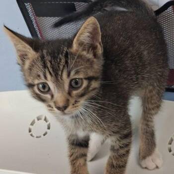Domestic Short Hair Cats Available for Adoption in Kingman, Arizona - Dalton | PetCurious