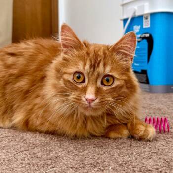 Domestic Long Hair Cats Available for Adoption - Scotty | PetCurious
