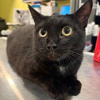 Val -  Domestic Short Hair Cat for Adoption in West Des Moines, Iowa - Val | PetCurious