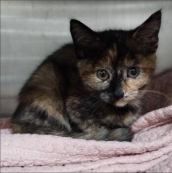 A053490 -  Domestic Medium Hair Cat for Adoption in Alameda, California - A053490 | PetCurious