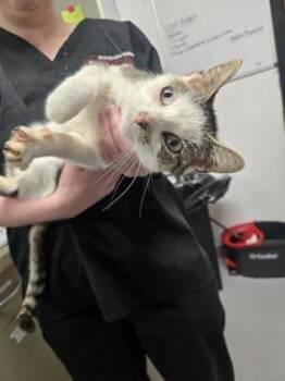 Cheshire -  Domestic Short Hair Cat for Adoption in West Chester, Pennsylvania - Cheshire | PetCurious