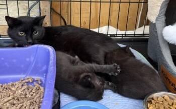 43-Vessel (mom) -  Domestic Short Hair Cat for Adoption in Windsor, Connecticut - 43-Vessel (mom) | PetCurious