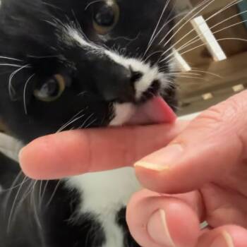 Domestic Short Hair Cats Available for Adoption - Panda | PetCurious