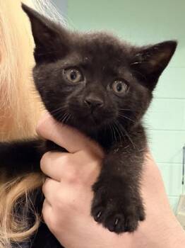 Finn -  Domestic Short Hair Cat for Adoption in Cincinnati, Ohio - Finn | PetCurious