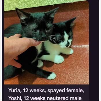 Yoshi -  Domestic Short Hair Cat for Adoption in Hagerstown, Maryland - Yoshi | PetCurious