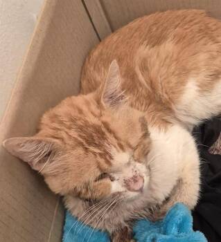 LUCA -  Domestic Short Hair Cat for Adoption in San Antonio, Texas - LUCA | PetCurious
