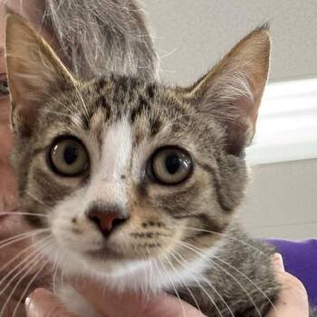 Slytherin -  Domestic Short Hair Cat for Adoption in Dayton, Ohio - Slytherin | PetCurious
