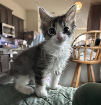STARLIGHT -  Domestic Short Hair Cat for Adoption in Rosenberg, Texas - STARLIGHT | PetCurious