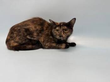 Domestic Short Hair Cats Available for Adoption - Celia | PetCurious