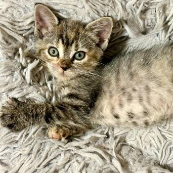 Giselle -  British Longhair and Tortoiseshell Cat for Adoption - Giselle | PetCurious