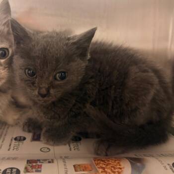 Tom -  Domestic Short Hair Cat for Adoption in Chattanooga, Tennessee - Tom | PetCurious