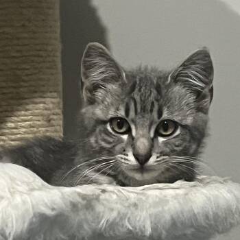 Rosie -  Domestic Short Hair Cat for Adoption in Overland Park, Kansas - Rosie | PetCurious