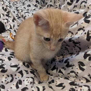 Domestic Short Hair Cats Available for Adoption - Dashiell | PetCurious