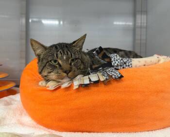 Kaellon -  Domestic Short Hair Cat for Adoption in Raleigh, North Carolina - Kaellon | PetCurious