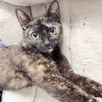 Midnight -  American Shorthair Cat for Adoption in Philadelphia, Pennsylvania - Midnight | PetCurious