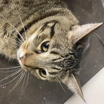 Peppermint -  Domestic Short Hair Cat for Adoption in Los Angeles, California - Peppermint | PetCurious