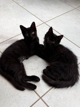 Marlon (and Mavis) -  Domestic Short Hair Cat for Adoption in Trenton, New Jersey - Marlon (and Mavis) | PetCurious