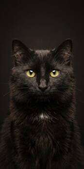 Domestic Short Hair Cats Available for Adoption in Montreal, Quebec - Atreus | PetCurious