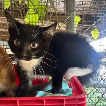 Rex -  Domestic Short Hair Cat for Adoption in Madisonville, Kentucky - Rex | PetCurious