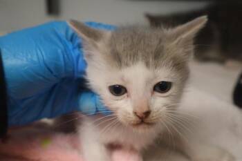 OAKLEY -  Domestic Short Hair Cat for Adoption in Columbia, South Carolina - OAKLEY | PetCurious