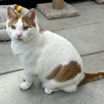 Rescue Domestic Short Hair Cats for Adoption in Cincinnati, Ohio - Archimedes | PetCurious