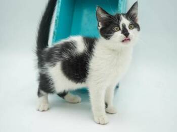 Domestic Short Hair Cats Available for Adoption in Bowling Green, Kentucky - Punkin | PetCurious