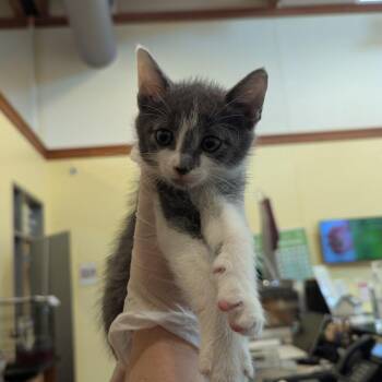 Matt -  Domestic Short Hair Cat for Adoption in Lynchburg, Virginia - Matt | PetCurious