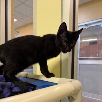 Carl Dean -  Domestic Short Hair Cat for Adoption - Carl Dean | PetCurious