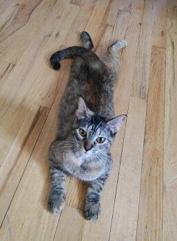 Domestic Short Hair Cats Available for Adoption - **Cat Cafe** Shortcake | PetCurious