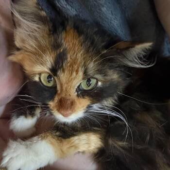 Harlow -  Domestic Long Hair Cat for Adoption in Mount Sterling, Illinois - Harlow | PetCurious