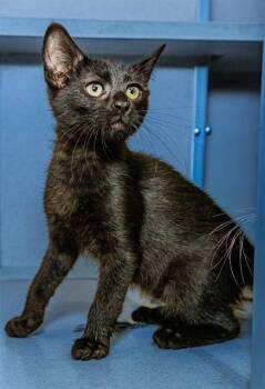 PURCILLA -  Domestic Short Hair Cat for Adoption in Cookeville, Tennessee - PURCILLA | PetCurious