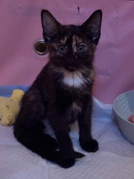 Domestic Short Hair Cats Available for Adoption - Lana | PetCurious