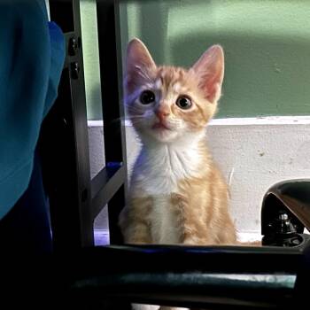 Frank -  Domestic Short Hair Cat for Adoption in Okmulgee, Oklahoma - Frank | PetCurious