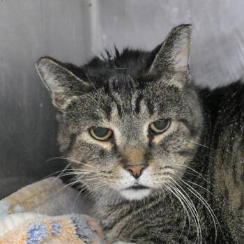 Knucks -  Domestic Short Hair Cat for Adoption in Austin, Texas - Knucks | PetCurious