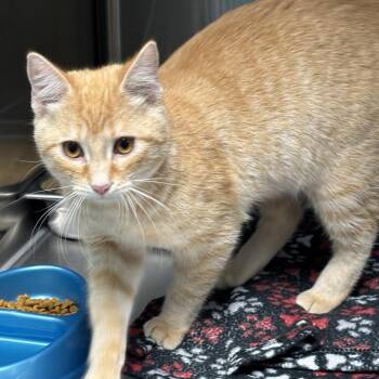 Pepsi Probiotic -  Domestic Short Hair Cat for Adoption in Davenport, Iowa - Pepsi Probiotic | PetCurious