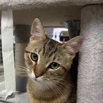 Domestic Short Hair Cats Available for Adoption in Falls Church, Virginia - Chipmunk | PetCurious