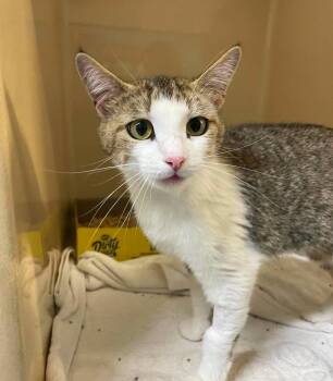 Stacy -  Domestic Short Hair Cat for Adoption in Stillwater, Oklahoma - Stacy | PetCurious