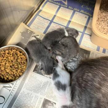 Domestic Medium Hair Cats Available for Adoption in Shinnston, West Virginia - Doomy | PetCurious